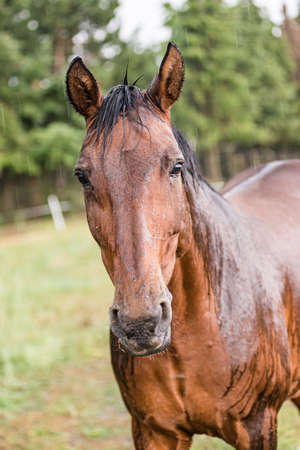 A wet horse with raindrops running down on fur. A horse standing in a green pasture during a downpour rain.の写真素材
