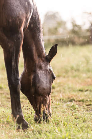A wet horse with raindrops running down on fur. A horse standing in a green pasture during a downpour rain.の写真素材