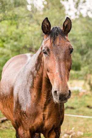 A wet horse with raindrops running down on fur. A horse standing in a green pasture during a downpour rain.の写真素材