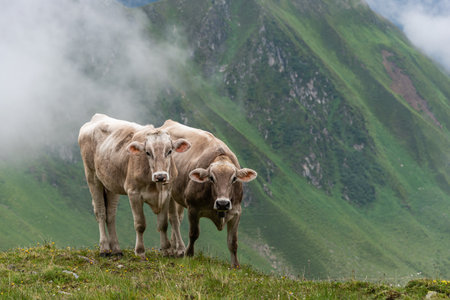 Two alpine cows looking straight into the lens on a field of wildflowers in the scenic mountains in the Alps of Austriaの写真素材
