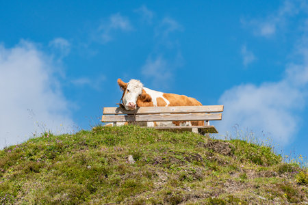 A terribly tired alpine cow leans on a tourist bench. Around a field of wildflowers, green meadow in the scenic mountains in Alps.の写真素材