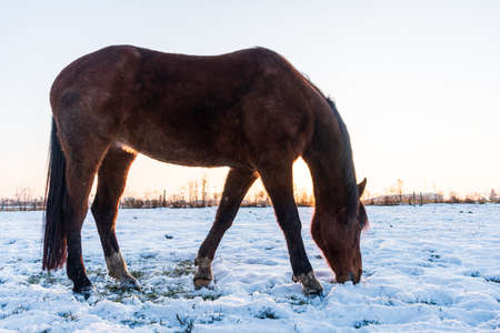 A horse grazing in a meadow, looking for grass covered with snow. Winter scenery and a silhouette of a horse illuminated by the setting sun.の写真素材