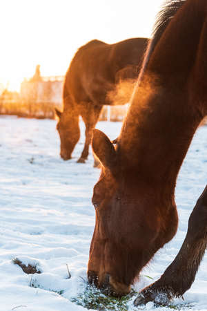 A horse grazing in a meadow, looking for grass covered with snow. Winter scenery and a silhouette of a horse illuminated by the setting sun.の写真素材
