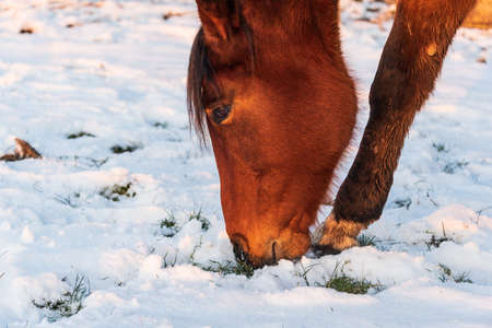 A horse grazing in a meadow, looking for grass covered with snow. Winter scenery and a silhouette of a horse illuminated by the setting sun.の写真素材