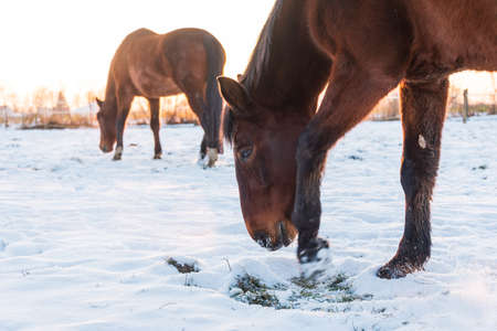 A horse grazing in a meadow, looking for grass covered with snow. Winter scenery and a silhouette of a horse illuminated by the setting sun.の写真素材