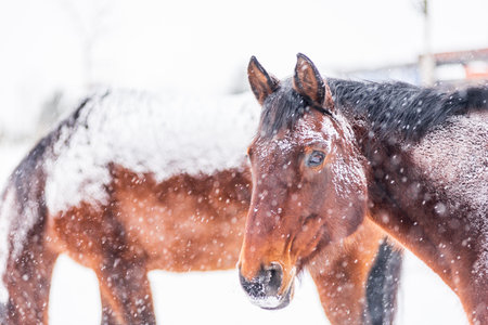 A horse in a paddock on a windy winter day. Visible snowflakes, wind and frost. Close-up of the horse's eyes and head. Winter scenery at the horse farm.の写真素材