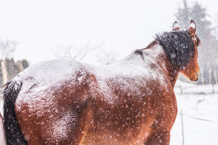 A horse standing backwards on a paddock on a windy winter's day. Visible snowflakes, wind and frost. Winter scenery at the horse farm.の写真素材