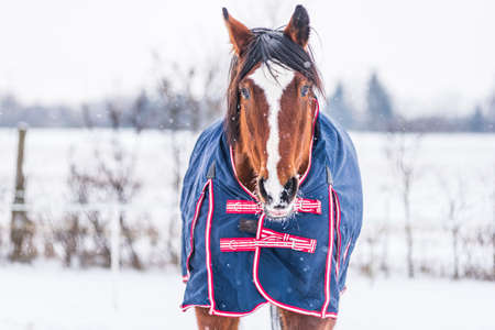 Horse wearing a blue rug - a covering that protects the horse from the cold. The horse is looking...