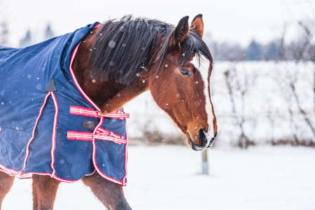 Horse wearing a blue rug - a covering that protects the horse from the cold. The horse is looking straight into the lens. A cold, sunny day in winter.の写真素材
