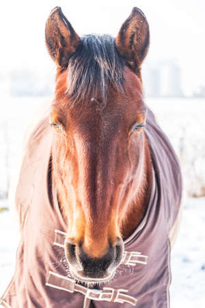 A portrait of a sleeping horse dressed in a rug - a covering that protects the horse from the cold. A cold, sunny day in winter.の写真素材