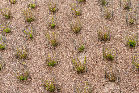 The garden seen from above. Green plants secured with a special mesh and wood chips scattered on the ground.の写真素材
