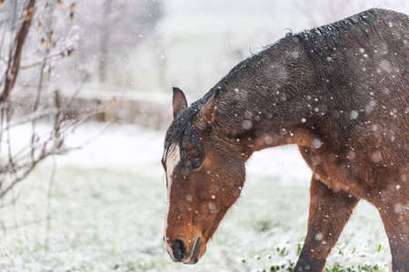A wet horse in a paddock on a windy winter day. Visible snowflakes, wind and frost. Close-up of the horse's eyes and head. Winter scenery at the horse farm.の写真素材