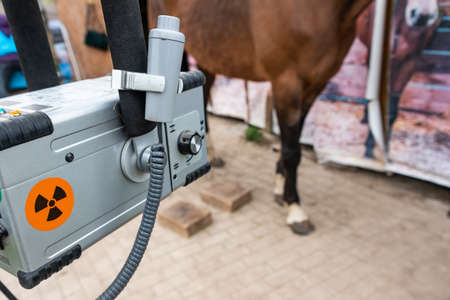 Radiographic x-ray imaging of the equine foot. The radiographic examination of the equine foot provide the veterinarian and farrier with a wealth of informationの写真素材