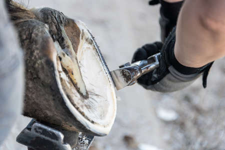 Natural hoof trimming - the farrier trims and shapes a horse's hooves using the knife, hoof nippers file and raspの写真素材