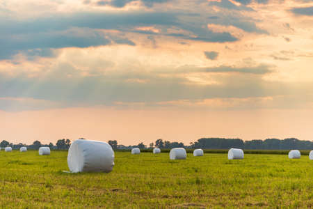 Haylage bales wrapped in white foil will provide food for farm animals during the winter. A green meadow in the background of the setting sun after summer hay.の写真素材