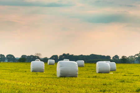 Haylage bales wrapped in white foil will provide food for farm animals during the winter. A green meadow in the background of the setting sun after summer hay.の写真素材