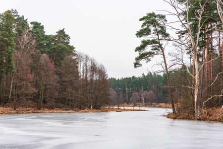 A frozen, ice-covered, meandering river flowing through a winter forest. Green pines, brown bushes and branches sticking out of the ice. Winter forest landscape, gray cloudless sky.の写真素材