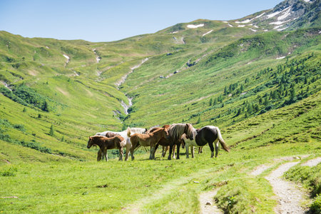 A herd of horses - horse, foal, mare grazing on an alpine meadow at the foot of a high mountain with still snow. Adult horses protect foals from the sun and insects.の写真素材
