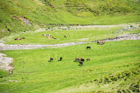 A herd of horses and cows grazing on an green alpine meadow. Adult horses protect foals from the sun...