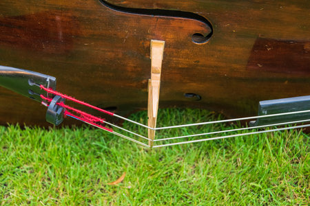 Contrabass on a background of green grass. The musical instrument consists of a soundboard with two holes, a neck with a fretless fingerboard and a headstock in the characteristic shape of a snail.の写真素材