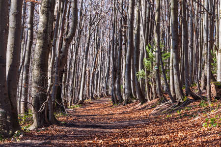 An autumn path in a beech forest. Foliage in Bieszczady national park, Poland. Autumn colors in a beechwood. Beechs with yellow leaves.の写真素材