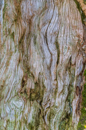 Interior of an old tree trunk. The texture of the wood and the places covered with moss are clearly visibleの写真素材