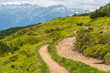 Alpine hiking trail. A stone winding road, surrounded by green plants, alpine roses. Snowy mountains...
