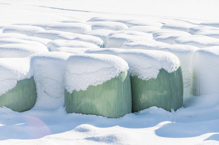 A snow covered haylage bales wrapped in green foil will provide food for farm animals during the winter.の写真素材