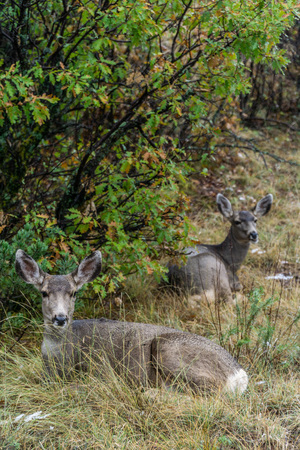 Deer Wildlife Photography in the Garden of the Gods Colorado Springs - nature photography in colorado.の写真素材