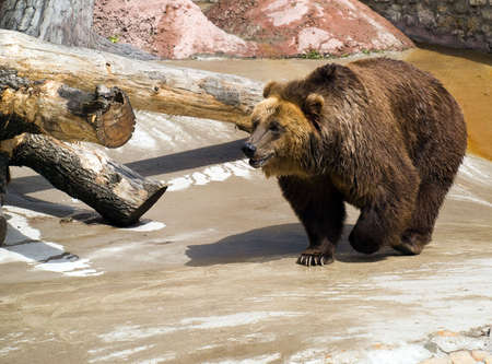 Walking Brown Bear 