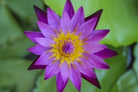 Purple Lotus Flower or Water Lilyの写真素材