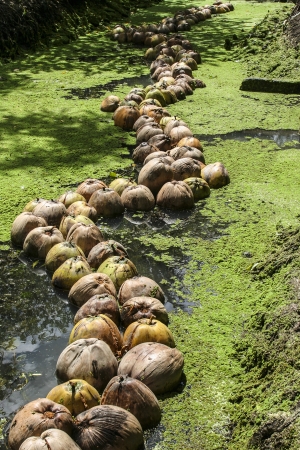 Coconut transportation for raw material in canal at Samutsakorn Province, Thailand の写真素材