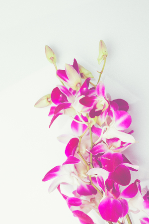 Purple orchid thailand isolated on white background with free space at right side for designer / Vintage styleの写真素材