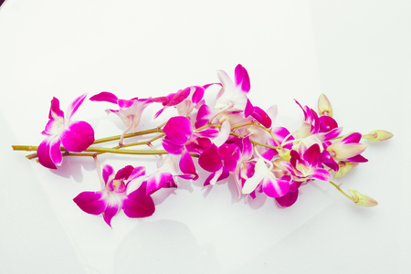 Purple orchid thailand isolated on white background with free space at right side for designerの写真素材