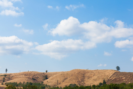Countryside Thailand, rural day light landscape. Beauty countryside farm and blue sky, corn, trees, green field, sun light and hart cloud . Thailand, Asia.の写真素材