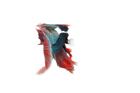 betta fish isolated on white background. Flying betta fishの写真素材