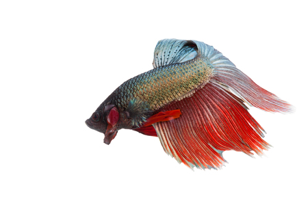 Betta fish isolated on white background. Flying Betta fishの写真素材