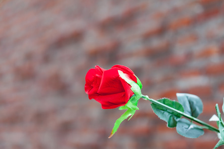 Red rose with leaves. / Object isolated on outdoor background.の写真素材