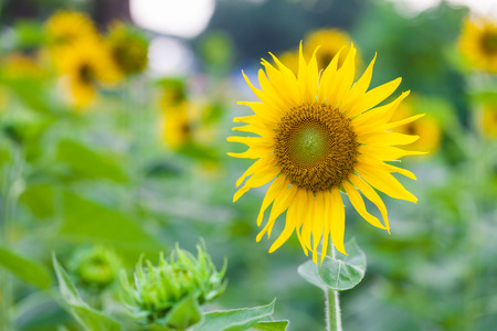 Field of sunflowers . Close up of sunflower against a field on sunset background.の写真素材