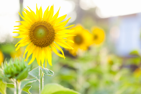 Closeup Sunflower natural background. Sunflower blooming sunset background.の写真素材
