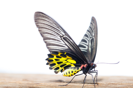 Butterfly Common Birdwing Troides helena cerberus of Thailand isolated on white background.の写真素材