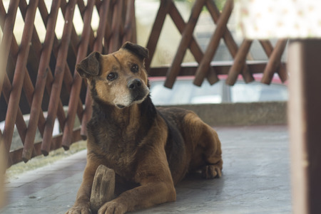 Hellish Dog, Dog Playingの写真素材