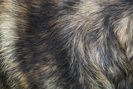 Multicolored Dog Fur