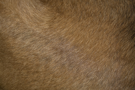 Brown Dog Fur