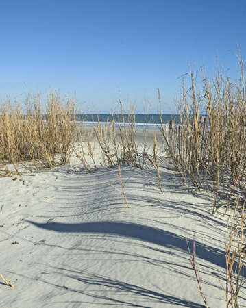 Sand, sea oats, and the oceanの写真素材