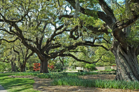 A walk with old southern Oaks.の写真素材