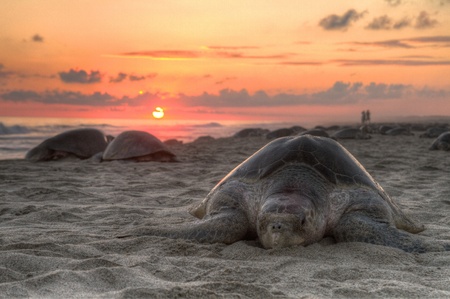 Sea turtle in sunset