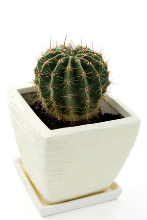 cactus in white potの写真素材