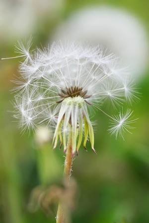 Dandelionの写真素材