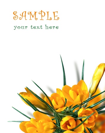 Beautiful Spring Flowers Backgroundの写真素材
